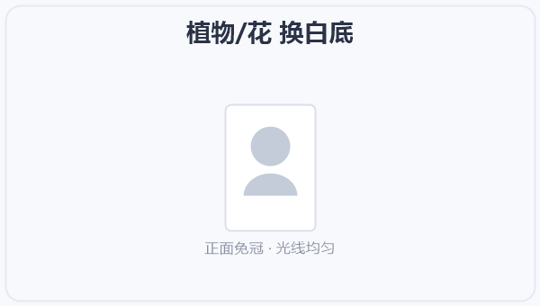 植物/花 换白底